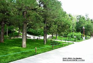 Pekin Jingshan 15